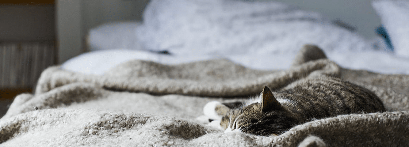  Cat sleeping on top of a bed